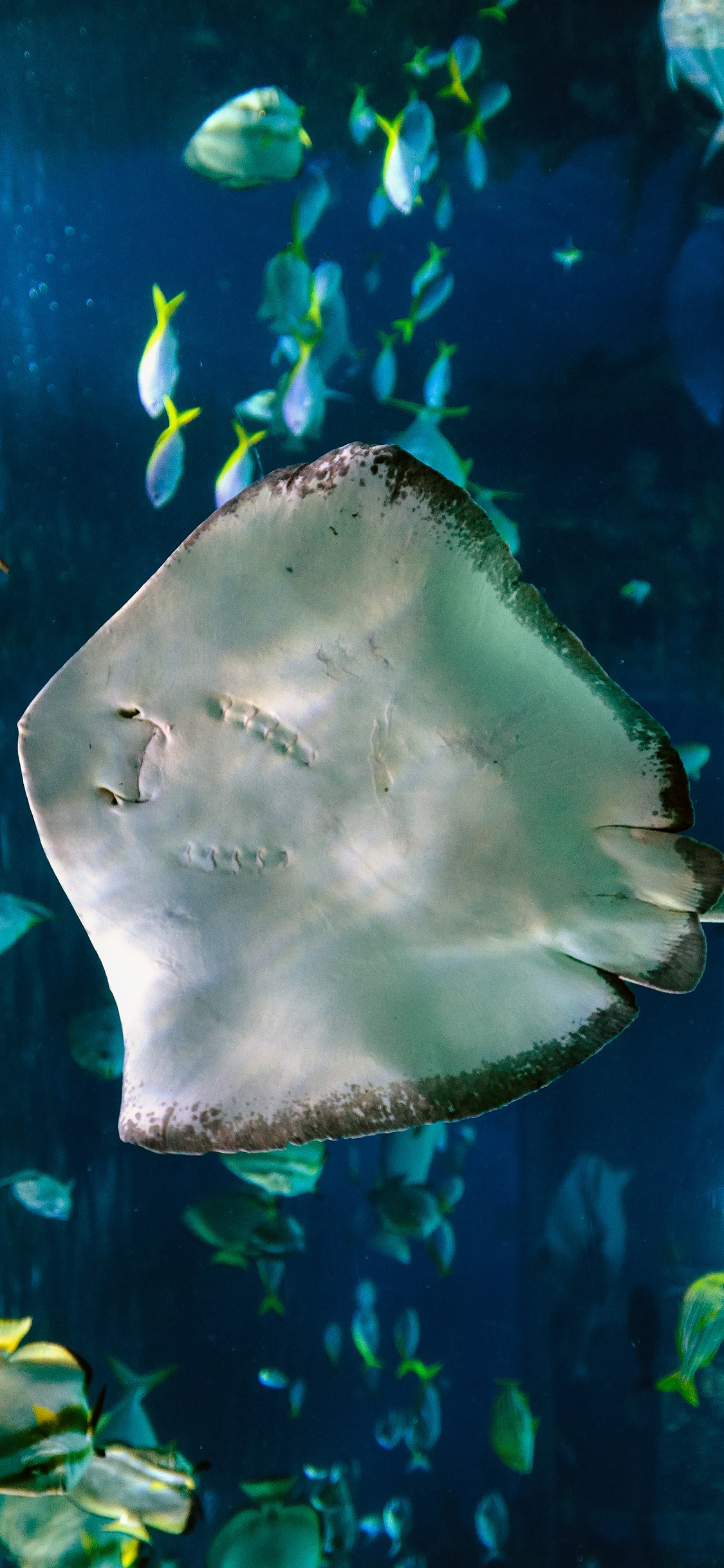 [2436×1125]深海 海鱼 条尾燕魟 苹果手机壁纸图片