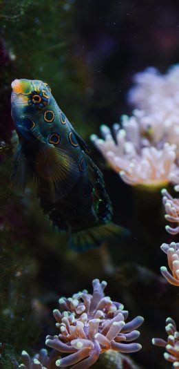[2436x1125]深海 珊瑚 海鱼 青蛙鱼 苹果手机壁纸图片