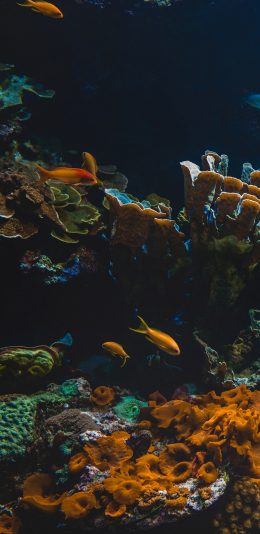 [2436x1125]深海 珊瑚 鱼群 海鱼 苹果手机壁纸图片