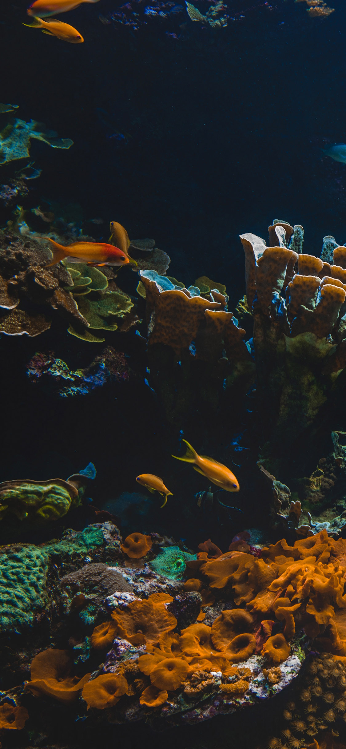 [2436×1125]深海 珊瑚 鱼群 海鱼 苹果手机壁纸图片
