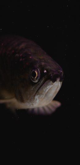 [2436x1125]深海 鱼 游动 黑色 苹果手机壁纸图片