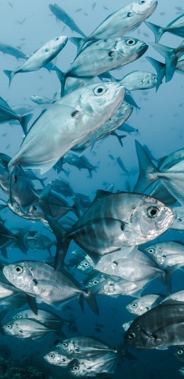 [2436x1125]深海 鱼群 海鱼 游动 苹果手机壁纸图片