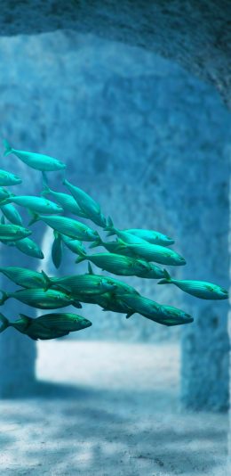 [2436x1125]深海鱼群 蓝色 幽静 神秘 苹果手机壁纸图片