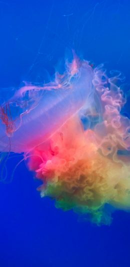 [2436x1125]渐变 色彩 水母 透明 苹果手机壁纸图片