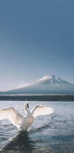 [2436x1125]游禽 天鹅 大白鹅 展翅 苹果手机壁纸图片