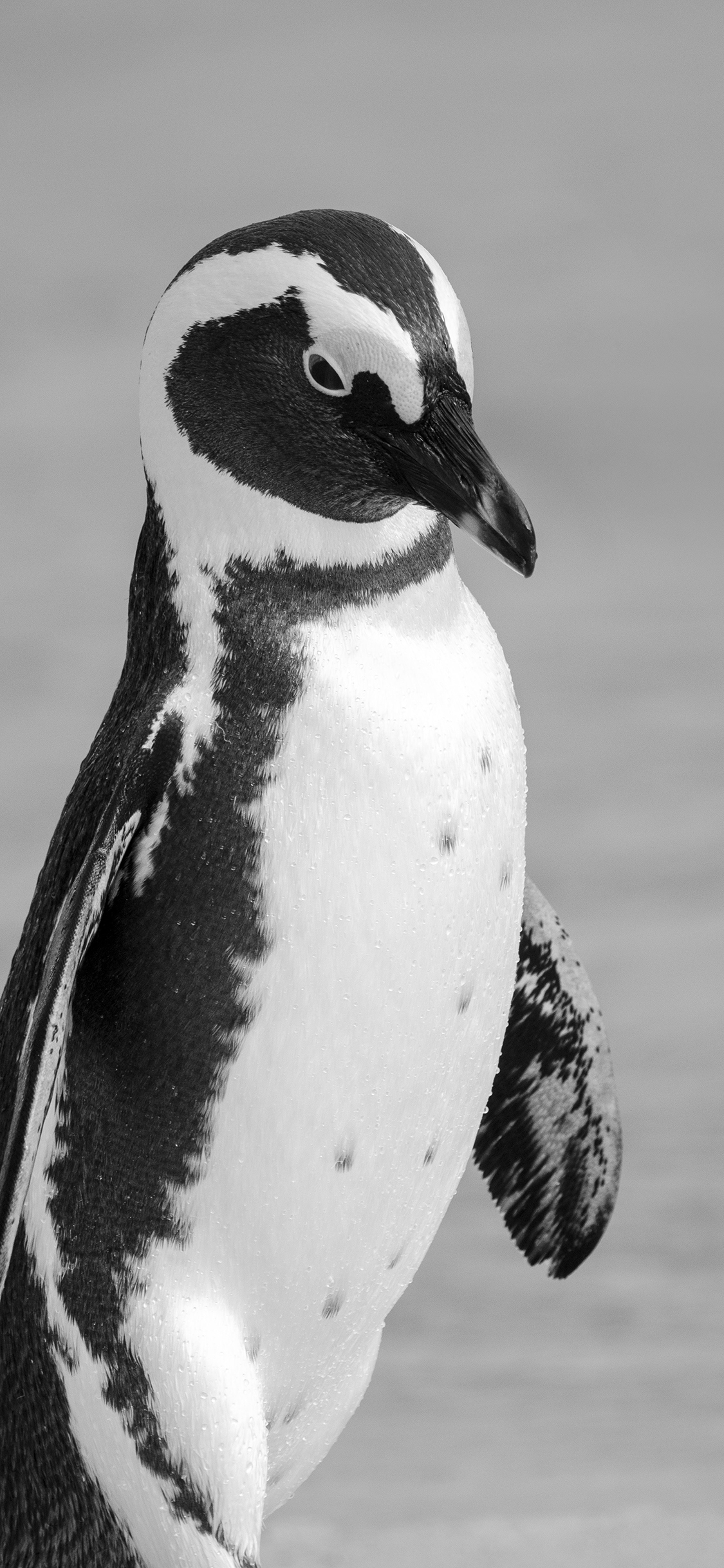 [2436×1125]游禽 黑白 企鹅 羽毛 苹果手机壁纸图片