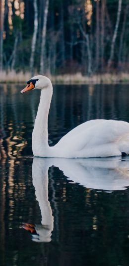 [2436x1125]湖水 水面 倒映 天鹅 苹果手机壁纸图片