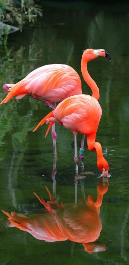 [2436x1125]湖水 火烈鸟 群居 羽毛 脚环 苹果手机壁纸图片