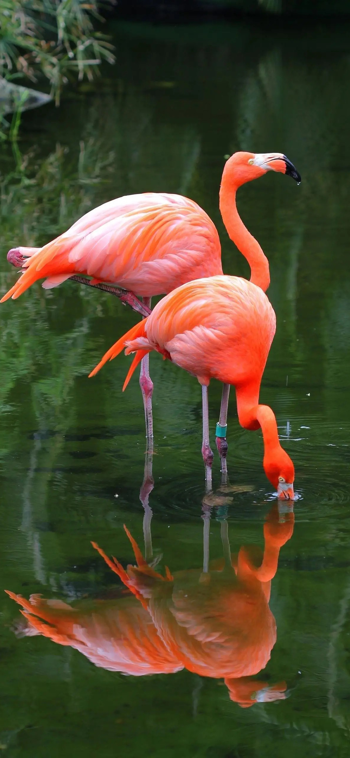 [2436×1125]湖水 火烈鸟 群居 羽毛 脚环 苹果手机壁纸图片