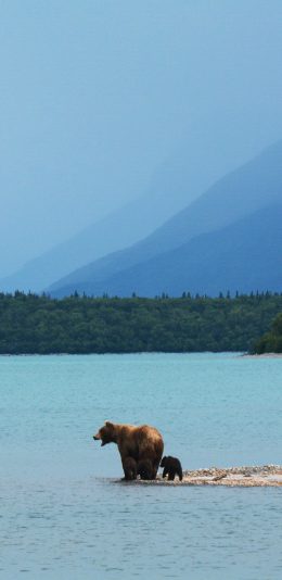 [2436x1125]湖水树木 棕熊 熊仔 苹果手机壁纸图片