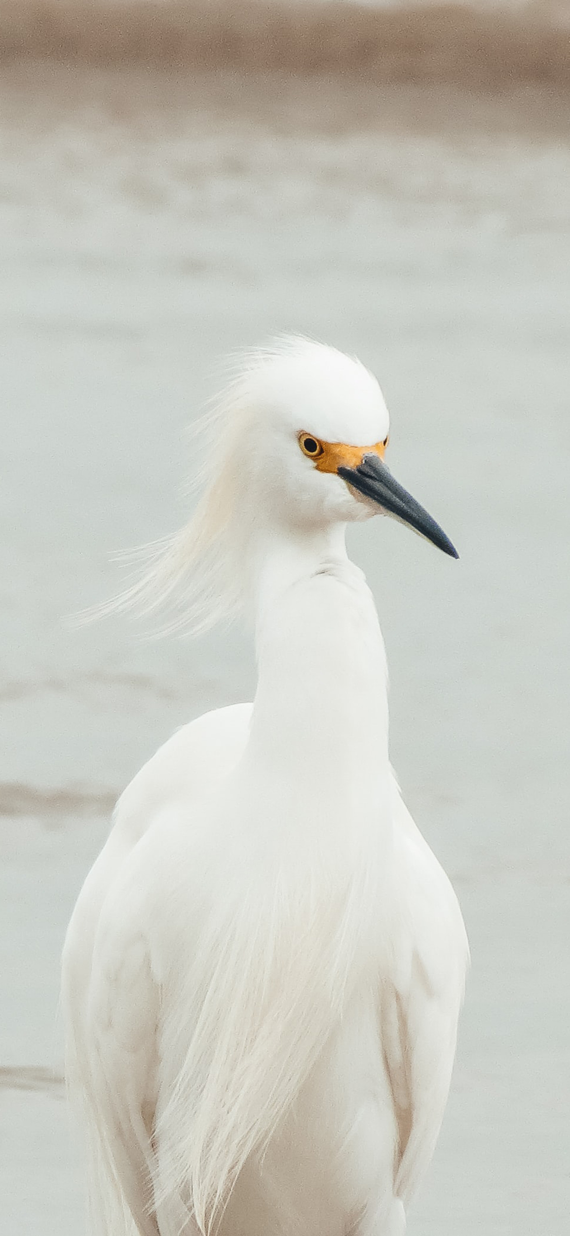 [2436×1125]湖泊 候鸟 白鹭 羽毛 苹果手机壁纸图片