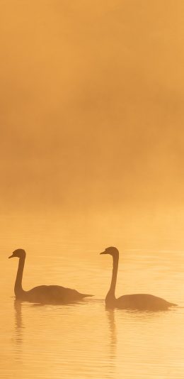 [2436x1125]湖泊 天鹅 保护动物 成对 苹果手机壁纸图片