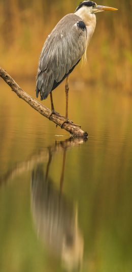 [2436x1125]湖泊 树枝 候鸟 大蓝鹭 苹果手机壁纸图片