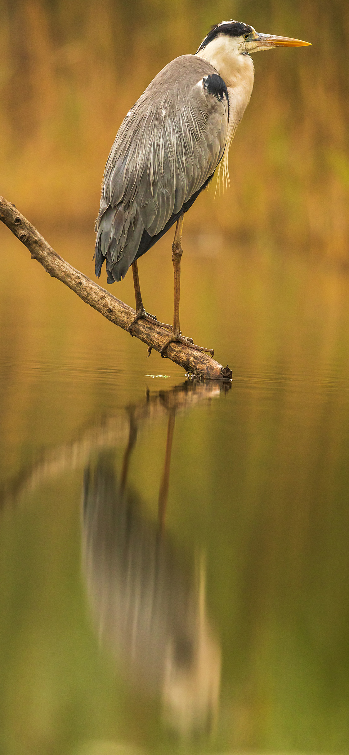 [2436×1125]湖泊 树枝 候鸟 大蓝鹭 苹果手机壁纸图片