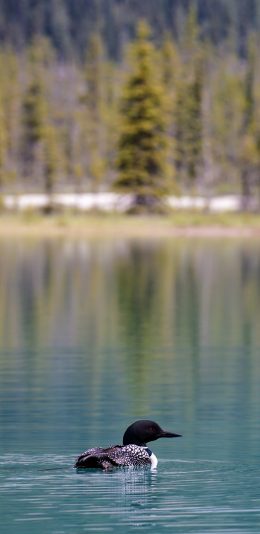 [2436x1125]湖泊 潜鸟 黑色 觅食 苹果手机壁纸图片