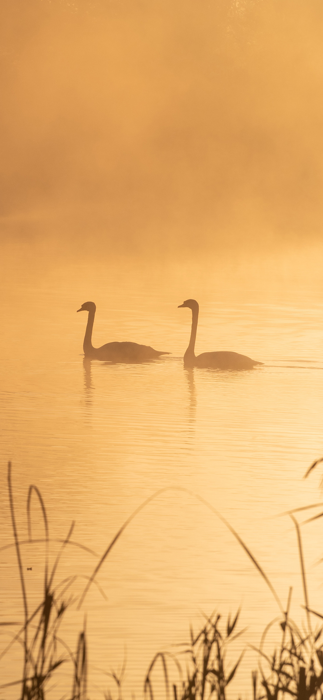 [2436×1125]湖泊 烟雾 天鹅 黑天鹅 自然 苹果手机壁纸图片