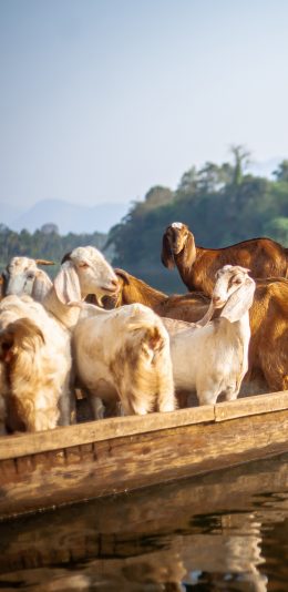 [2436x1125]湖泊 船只 山羊 羊群 苹果手机壁纸图片