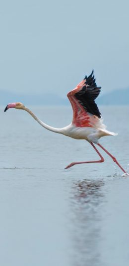 [2436x1125]湖面 仙鹤 奔跑 红色羽毛 苹果手机壁纸图片