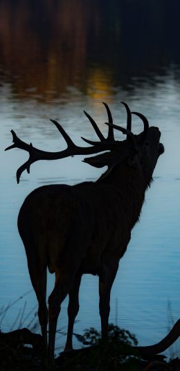 [2436x1125]湖面 岸边 鹿角 光影 苹果手机壁纸图片