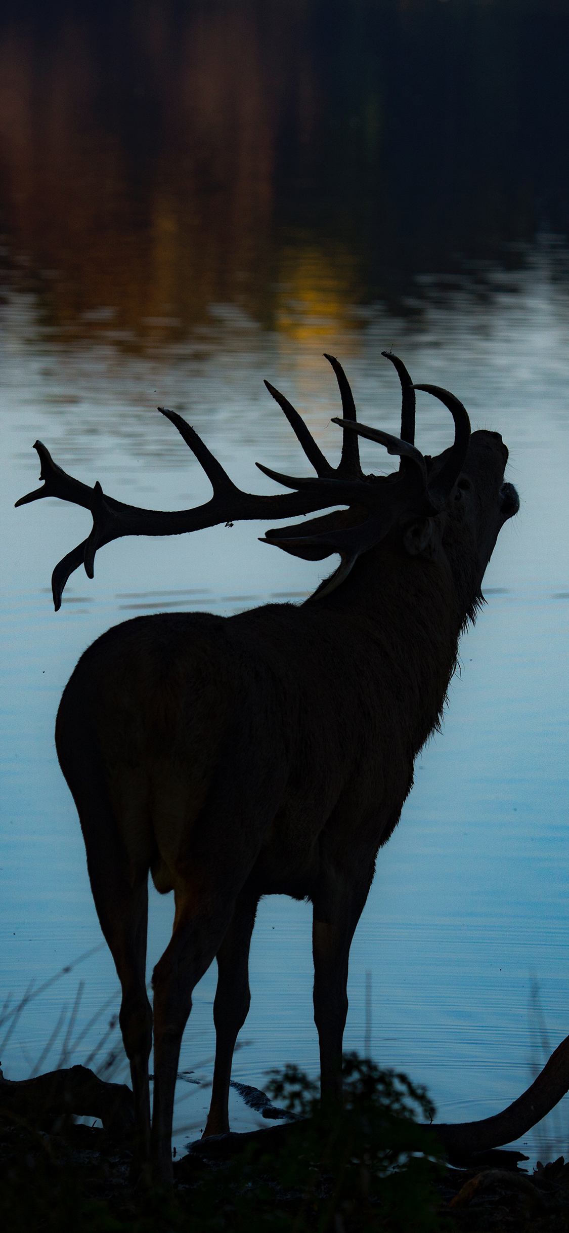 [2436×1125]湖面 岸边 鹿角 光影 苹果手机壁纸图片