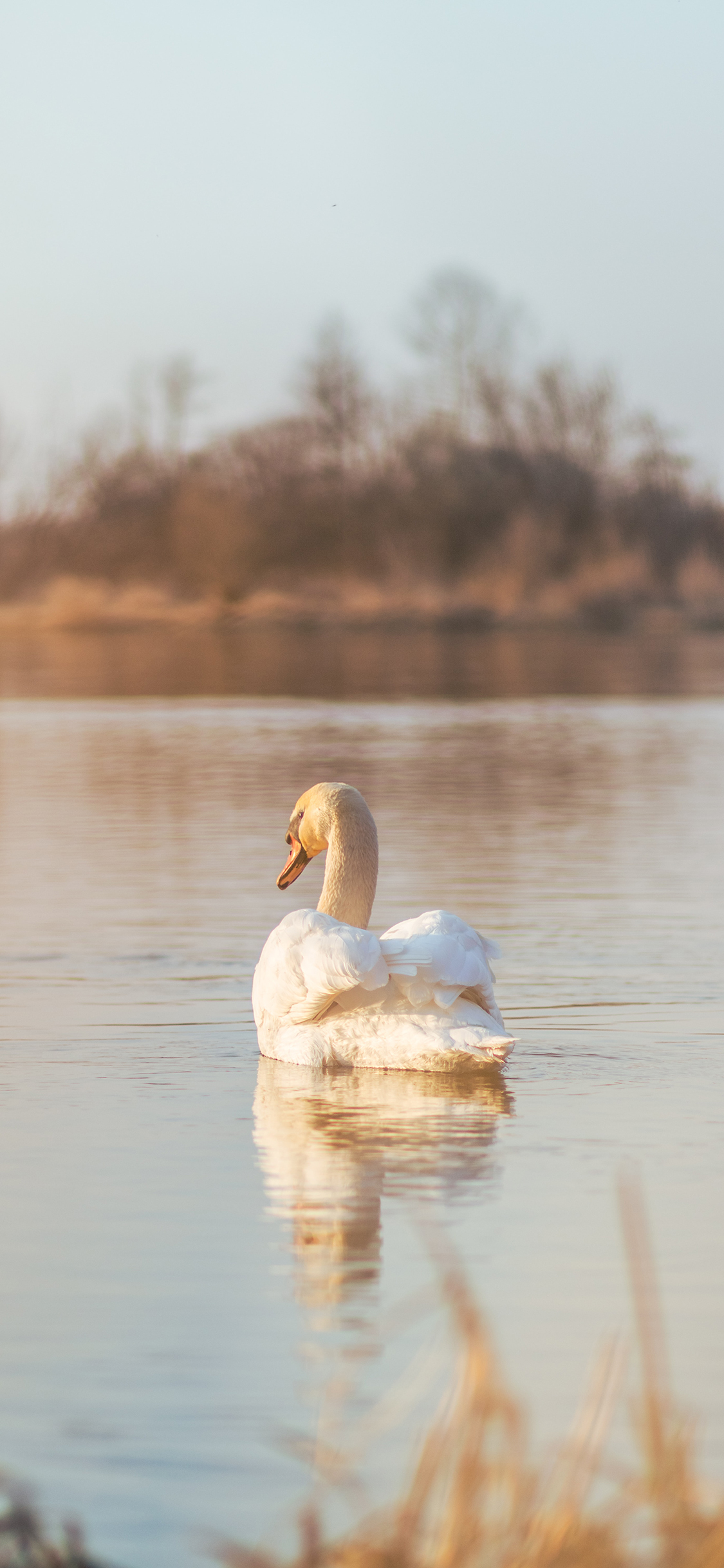 [2436×1125]湖面 水面 游动 天鹅 苹果手机壁纸图片