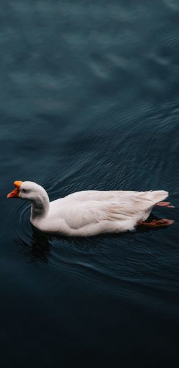 [2436x1125]湖面 鹅 白色 游泳 苹果手机壁纸图片