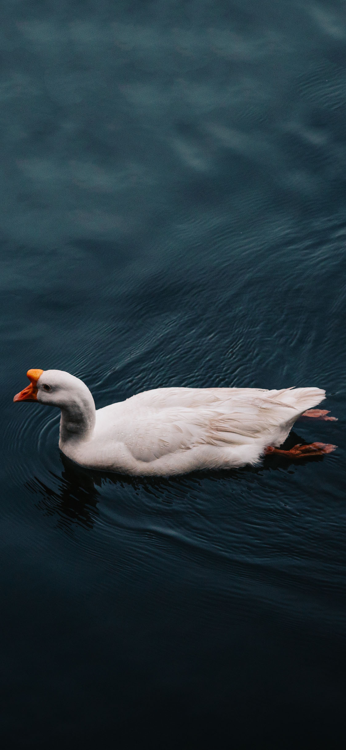[2436×1125]湖面 鹅 白色 游泳 苹果手机壁纸图片