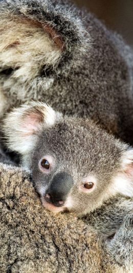 [2436x1125]澳大利亚 考拉 幼崽 呆萌 苹果手机壁纸图片