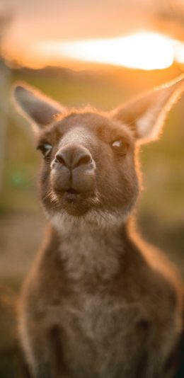 [2436x1125]澳大利亚 袋鼠 呆萌 苹果手机壁纸图片