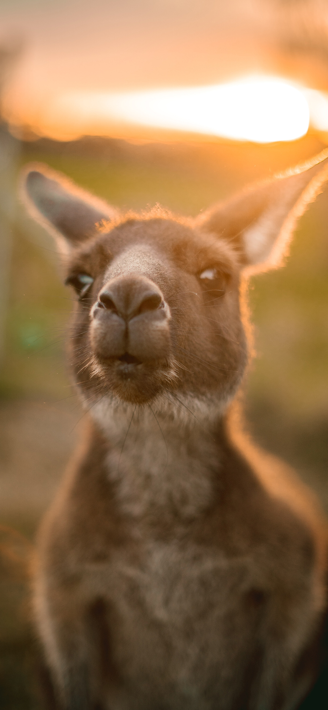 [2436×1125]澳大利亚 袋鼠 呆萌 苹果手机壁纸图片