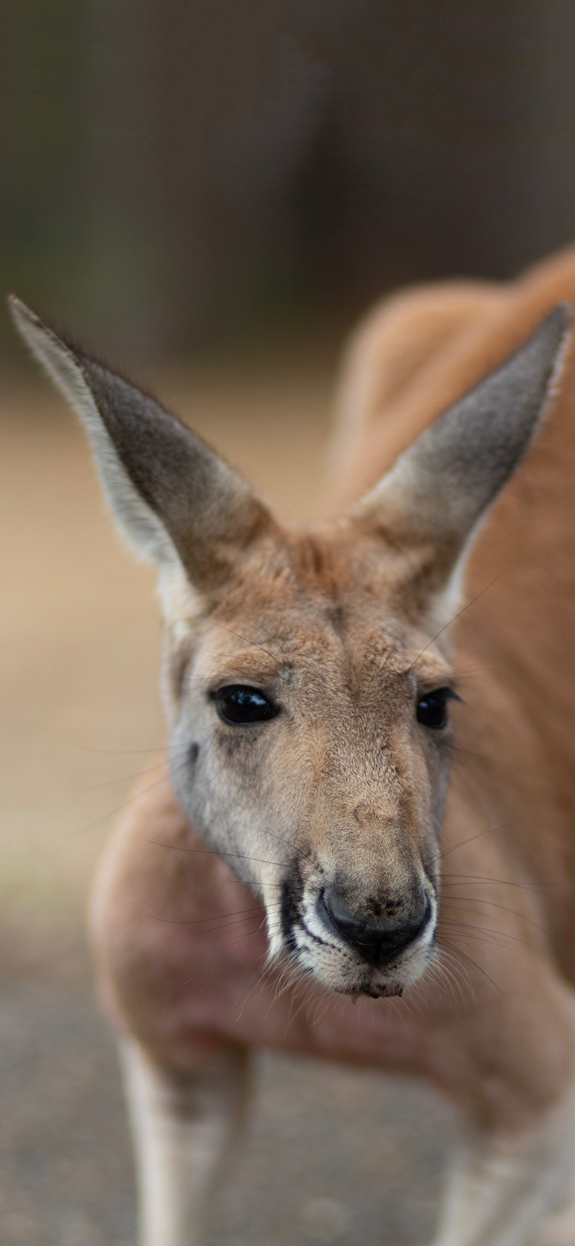 [2436×1125]澳大利亚 袋鼠 肌肉 强壮 苹果手机壁纸图片