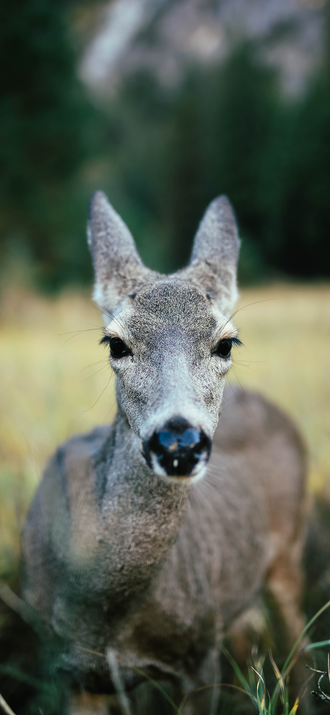 [2436×1125]澳洲袋鼠 幼崽 趴着 苹果手机壁纸图片