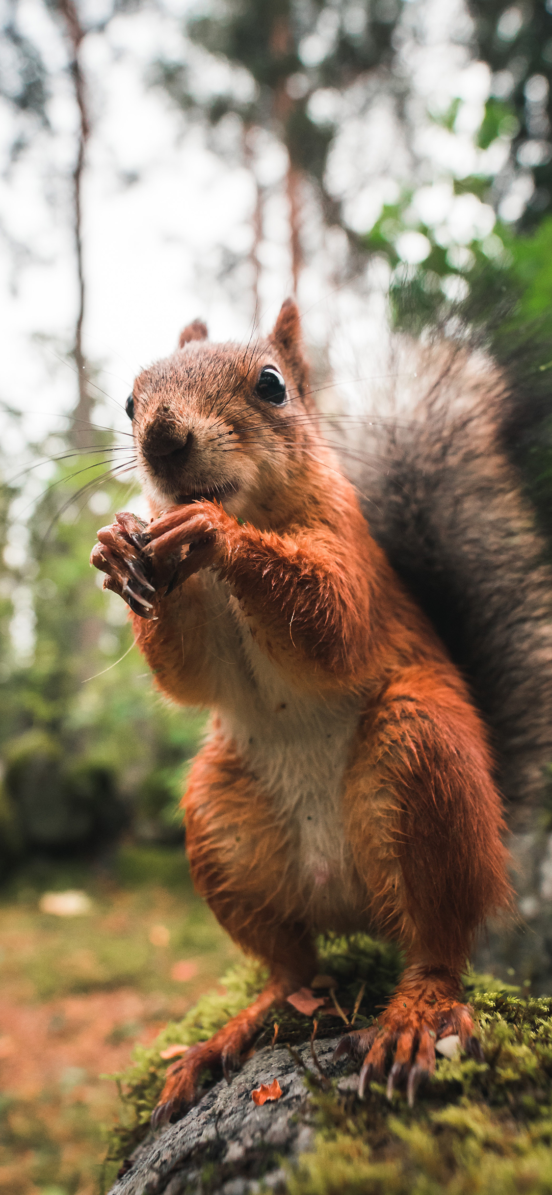 [2436×1125]火松鼠 棕毛 皮毛 蓬松 苹果手机壁纸图片