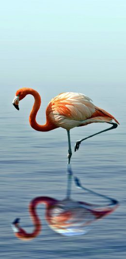 [2436x1125]火烈鸟 倒影 唯美 翅膀 湖水 苹果手机壁纸图片