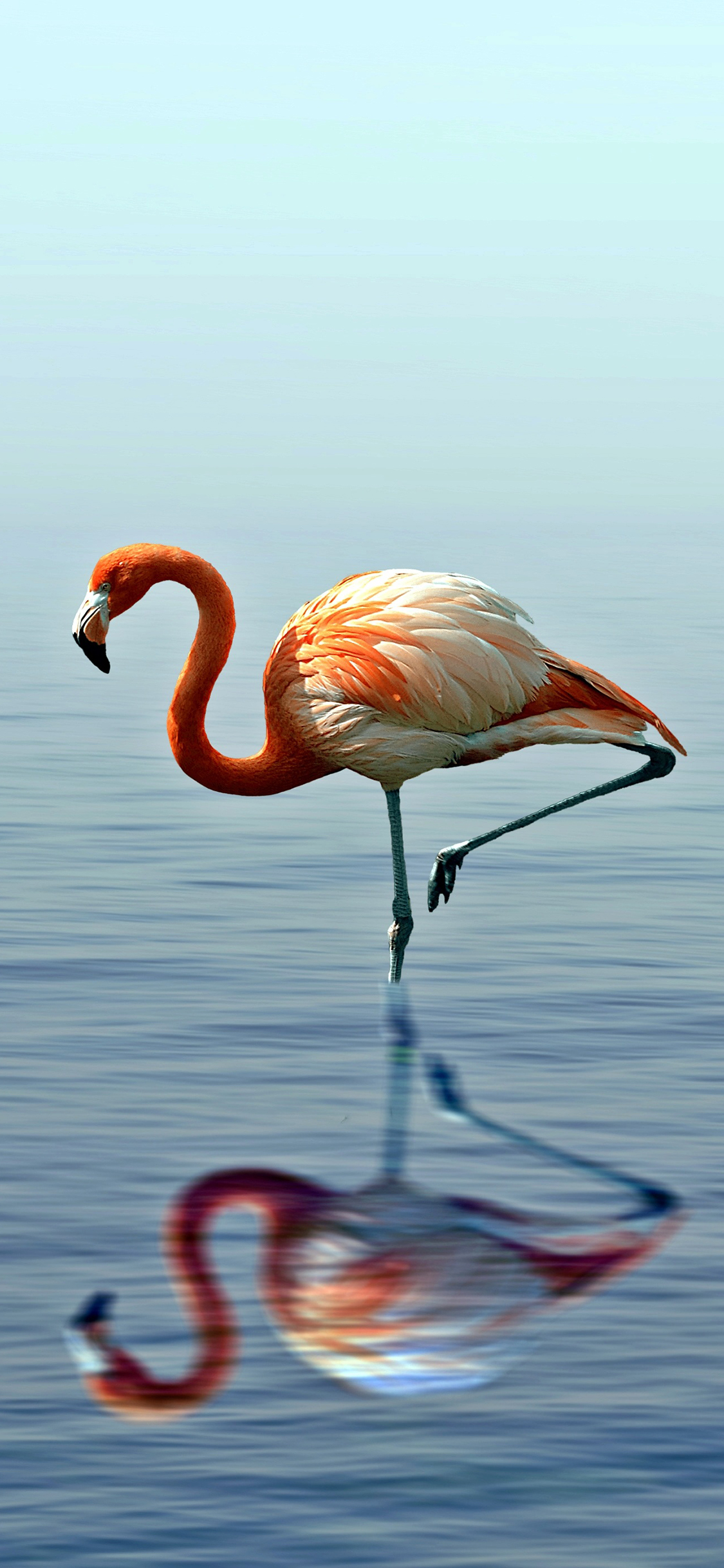 [2436×1125]火烈鸟 倒影 唯美 翅膀 湖水 苹果手机壁纸图片