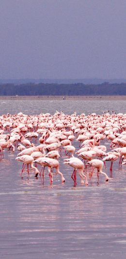 [2436x1125]火烈鸟 倒影 水 种群 苹果手机壁纸图片