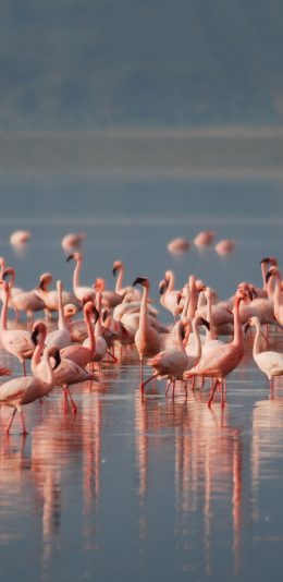 [2436x1125]火烈鸟 倒影 水面 群落 苹果手机壁纸图片