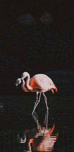 [2436x1125]火烈鸟 倒影 羽毛 翅膀 黑色 苹果手机壁纸图片