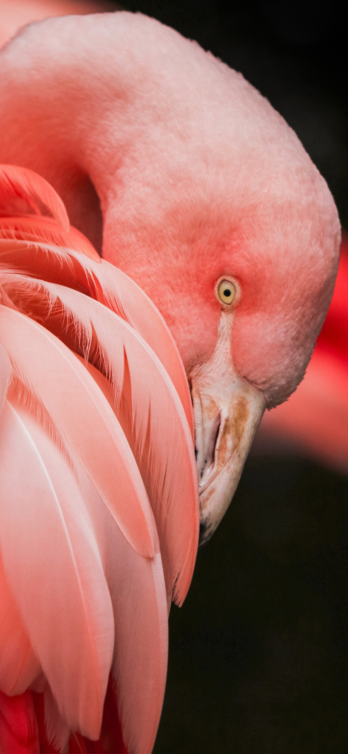 [2436×1125]火烈鸟 动物 粉红 鸟类 羽毛 苹果手机壁纸图片