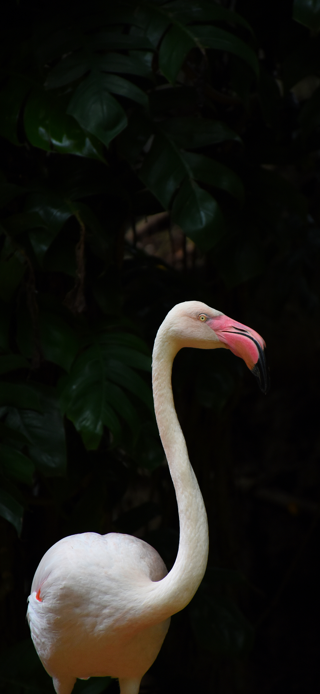 [2436×1125]火烈鸟 喙 长脖子 苹果手机壁纸图片