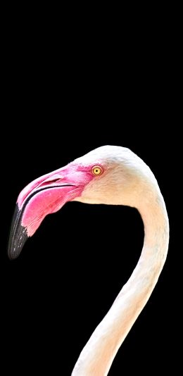 [2436x1125]火烈鸟 头部 脖子 苹果手机壁纸图片
