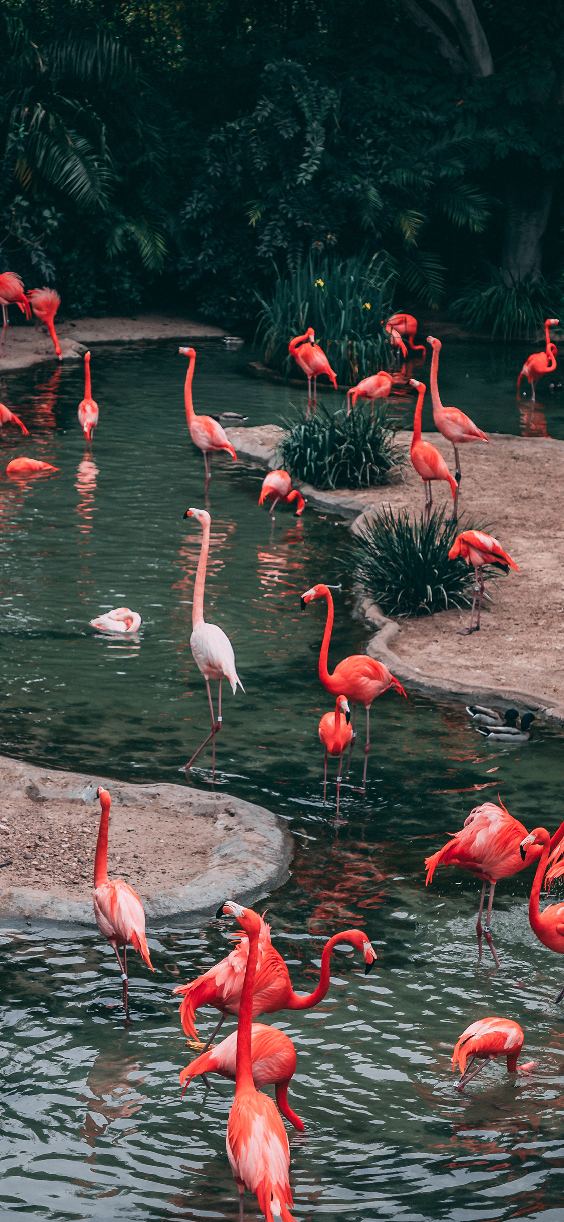 [2436×1125]火烈鸟 栖息地 户外 苹果手机壁纸图片