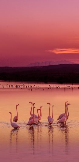 [2436x1125]火烈鸟 水面 倒影 黄昏 夕阳 唯美 苹果手机壁纸图片