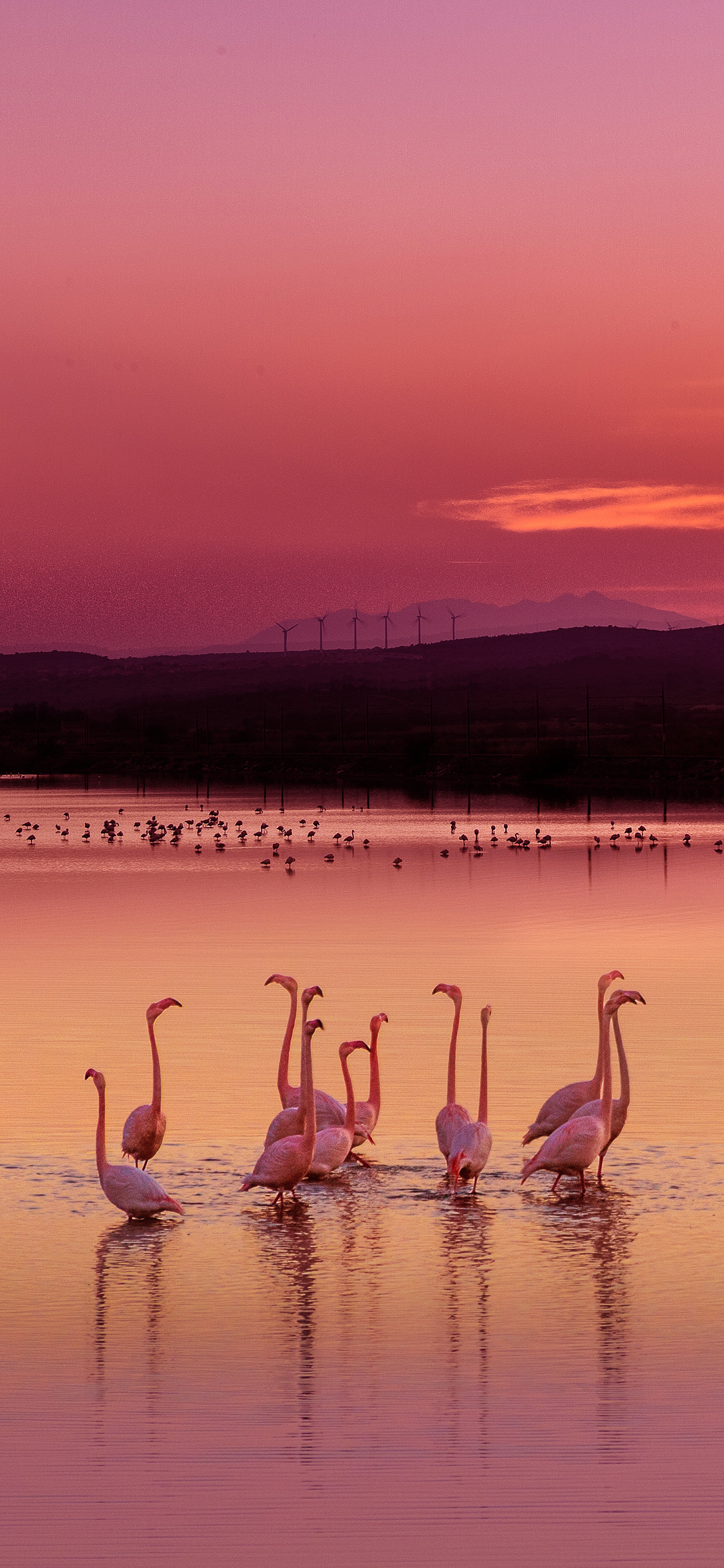 [2436×1125]火烈鸟 水面 倒影 黄昏 夕阳 唯美 苹果手机壁纸图片