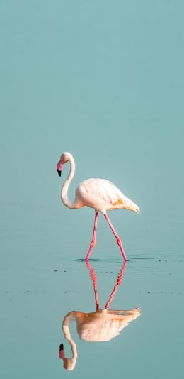 [2436x1125]火烈鸟 水面 湖面 飞禽 苹果手机壁纸图片