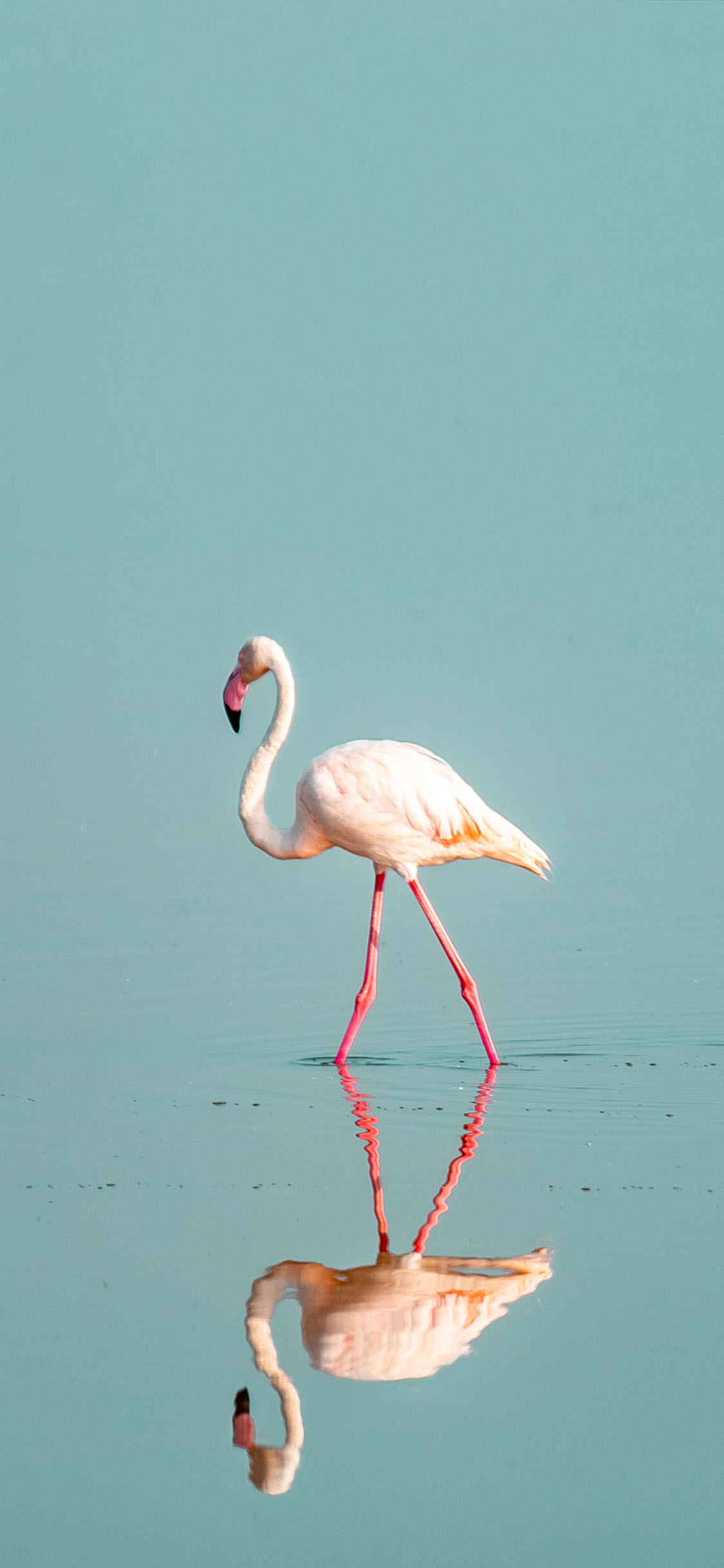 [2436×1125]火烈鸟 水面 湖面 飞禽 苹果手机壁纸图片
