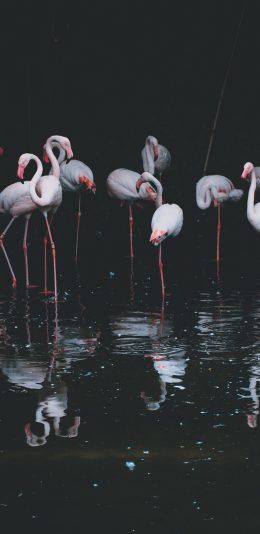 [2436x1125]火烈鸟 水面 群居 腿子 苹果手机壁纸图片