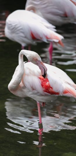 [2436x1125]火烈鸟 水面 群居 鸟类 苹果手机壁纸图片