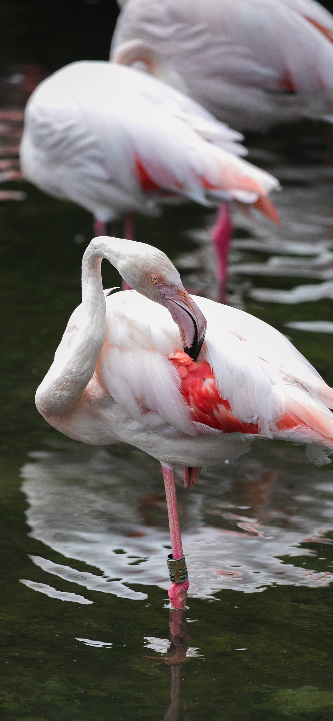 [2436×1125]火烈鸟 水面 群居 鸟类 苹果手机壁纸图片