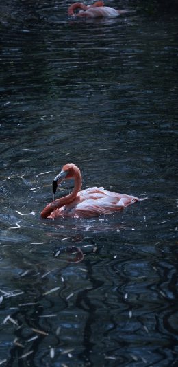 [2436x1125]火烈鸟 水面 羽毛 游水 苹果手机壁纸图片